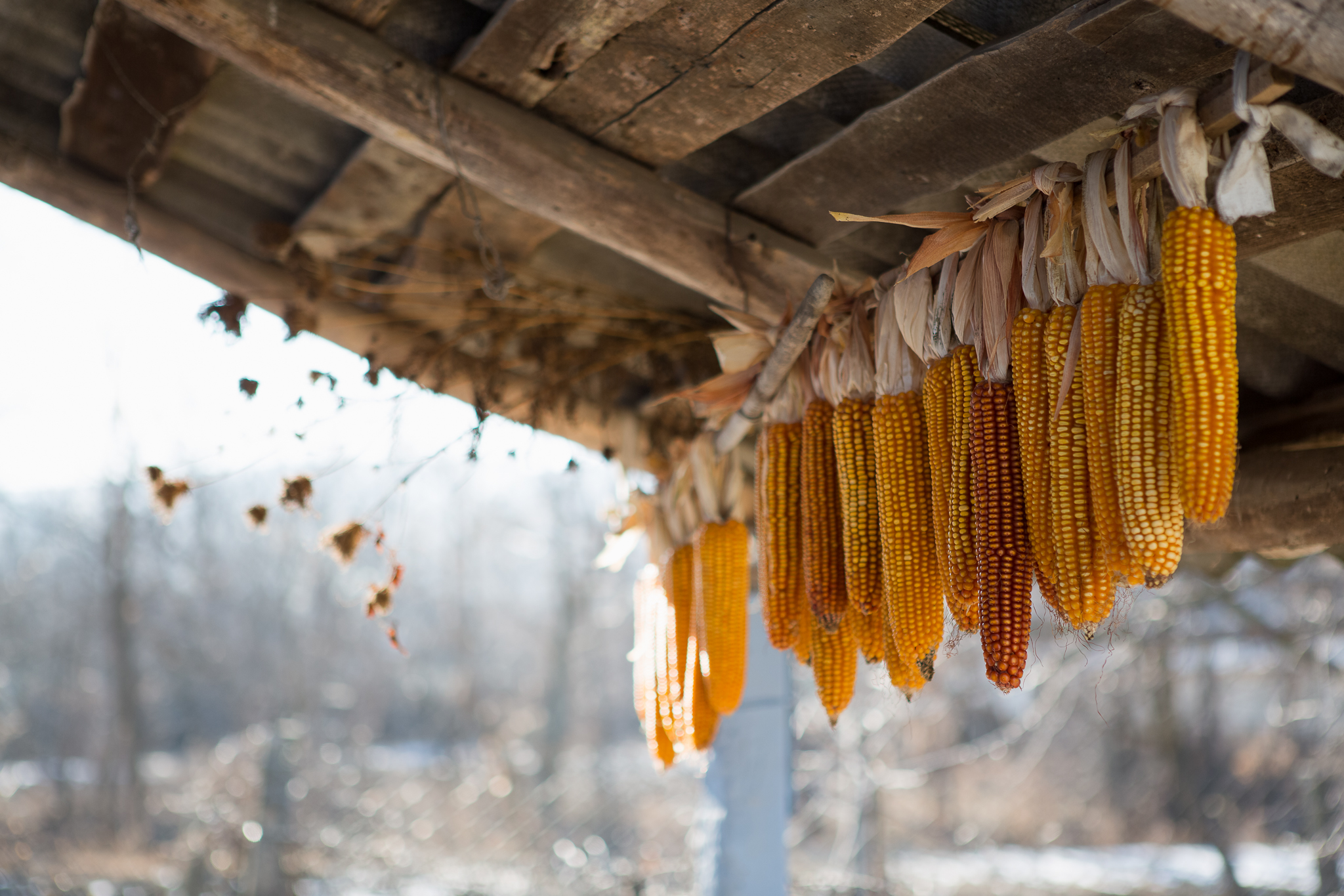 Hanging corn from a roof